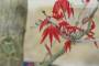 7 - Bonsai di Acero Palmato Deshojo (74)
