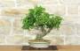 1 - Bonsai di Bougainvillea Spectabilis (121)