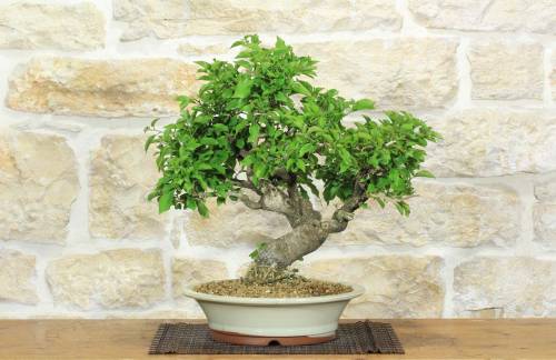 1 - Bonsai di Bougainvillea Spectabilis (121)