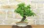 2 - Bonsai di Bougainvillea Spectabilis (121)