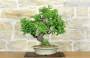 3 - Bonsai di Bougainvillea Spectabilis (121)