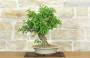 4 - Bonsai di Bougainvillea Spectabilis (121)