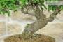 5 - Bonsai di Bougainvillea Spectabilis (121)