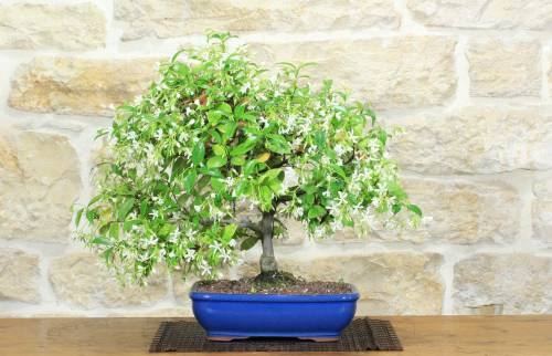1 - Bonsai di Gelsomino "Rincospermo" (11)