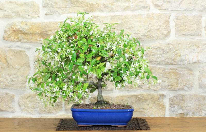 1 - Bonsai di Gelsomino "Rincospermo" (11)
