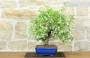 2 - Bonsai di Gelsomino "Rincospermo" (11)