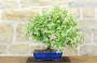 3 - Bonsai di Gelsomino "Rincospermo" (11)