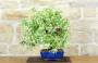 4 - Bonsai di Gelsomino "Rincospermo" (11)