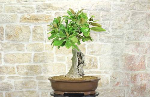 1 - Bonsai di Magnolia Grandiflora (4)
