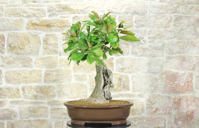 1 - Bonsai di Magnolia Grandiflora (4)