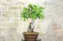 2 - Bonsai di Magnolia Grandiflora (4)