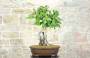 3 - Bonsai di Magnolia Grandiflora (4)