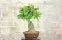 4 - Bonsai di Magnolia Grandiflora (4)