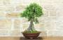 1 - Bonsai di Olivastro (176).