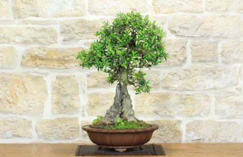 1 - Bonsai di Olivastro (176).