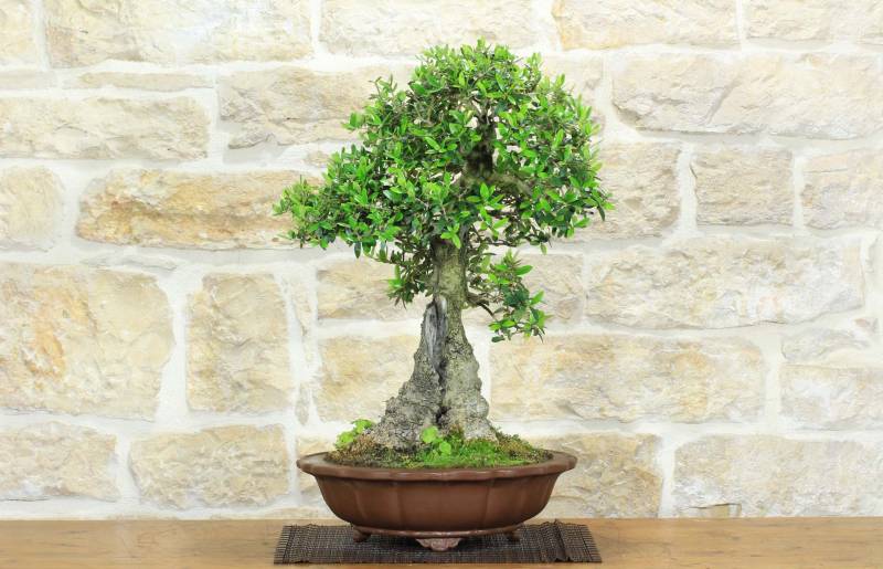 1 - Bonsai di Olivastro (176).