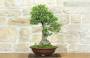 2 - Bonsai di Olivastro (176).