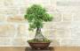 3 - Bonsai di Olivastro (176).