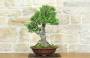4 - Bonsai di Olivastro (176).