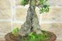 5 - Bonsai di Olivastro (176).