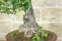 6 - Bonsai di Olivastro (176).