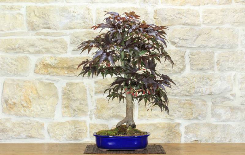 1 - Bonsai di Acero Palmato Atropurpureum (7)