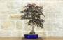 1 - Bonsai di Acero Palmato Atropurpureum (7)