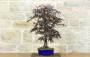 2 - Bonsai di Acero Palmato Atropurpureum (7)