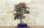 3 - Bonsai di Acero Palmato Atropurpureum (7)
