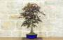 4 - Bonsai di Acero Palmato Atropurpureum (7)