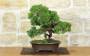 2 - Bonsai di Ginepro Itoigawa (123)