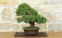 3 - Bonsai di Ginepro Itoigawa (123)