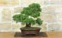 4 - Bonsai di Ginepro Itoigawa (123)
