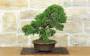 5 - Bonsai di Ginepro Itoigawa (123)