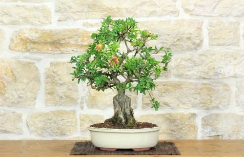 1 - Bonsai di Melograno (145)
