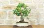 1 - Bonsai di Melograno (145)