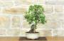 2 - Bonsai di Melograno (145)