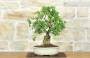 3 - Bonsai di Melograno (145)