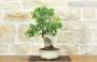 4 - Bonsai di Melograno (145)