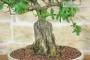 5 - Bonsai di Melograno (145)