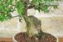 6 - Bonsai di Melograno (145)