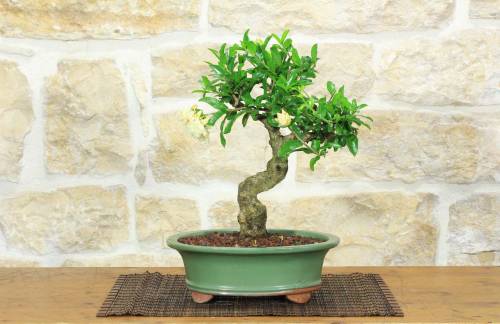 1 - Bonsai di Melograno da fiore bianco (146)