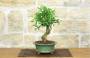 2 - Bonsai di Melograno da fiore bianco (146)