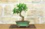 3 - Bonsai di Melograno da fiore bianco (146)