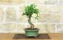 4 - Bonsai di Melograno da fiore bianco (146)