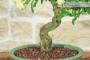 5 - Bonsai di Melograno da fiore bianco (146)