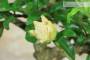 6 - Bonsai di Melograno da fiore bianco (146)