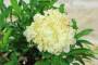 7 - Bonsai di Melograno da fiore bianco (146)