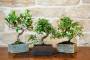 2 - Bonsai 6 Anni con Portavaso Decorativo orientale