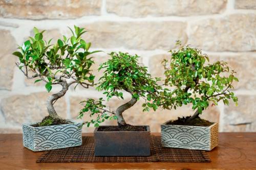 2 - Bonsai 6 Anni con Portavaso Decorativo orientale